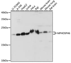Invitrogen MPHOSPH6 Polyclonal Antibody 100 &mu;L; Unconjugated:Antibodies,