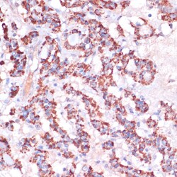 Invitrogen MRPL23 Polyclonal Antibody 100 μL; Unconjugated:Antibodies,