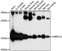 Invitrogen MRPL23 Polyclonal Antibody 100 μL; Unconjugated:Antibodies,