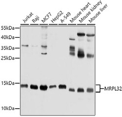 Invitrogen MRPL32 Polyclonal Antibody 100 &mu;L; Unconjugated:Antibodies,