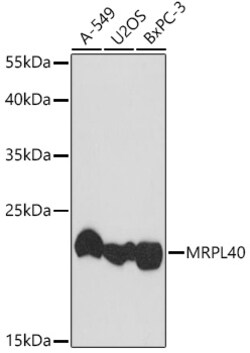 Invitrogen MRPL40 Polyclonal Antibody 100 &mu;L; Unconjugated:Antibodies,