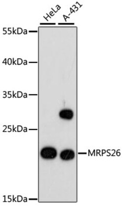 Invitrogen MRPS26 Polyclonal Antibody 100 &mu;L | Buy Online | Invitrogen&trade; | Fisher Scientific