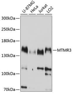 Invitrogen MTMR3 Polyclonal Antibody 100 &mu;L | Buy Online | Invitrogen&trade; | Fisher Scientific