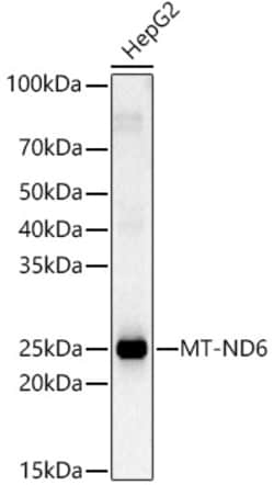 Invitrogen MT-ND6 Polyclonal Antibody 100 &mu;L; Unconjugated:Antibodies,