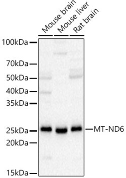Invitrogen MT-ND6 Polyclonal Antibody 100 &mu;L; Unconjugated:Antibodies,