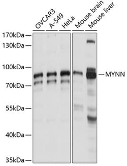 Invitrogen MYNN Polyclonal Antibody 100 &mu;L; Unconjugated:Antibodies,