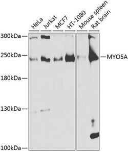 MYO5A Polyclonal Antibody:Antibodies, Polyclonal