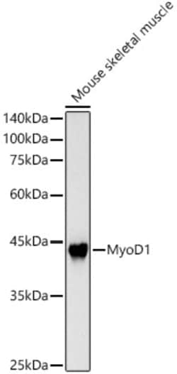 Invitrogen MYOD Polyclonal Antibody 100 &mu;L | Buy Online | Invitrogen&trade; | Fisher Scientific