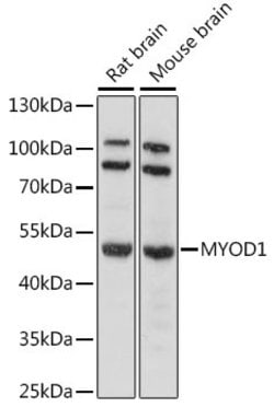 MYOD Polyclonal Antibody, Invitrogen 100 &mu;L; Unconjugated:Antibodies,