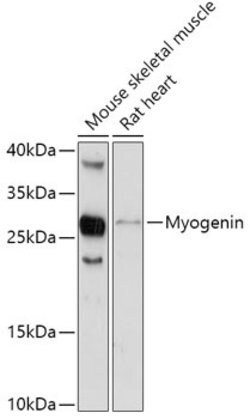 Myogenin Polyclonal Antibody, Invitrogen 100 &mu;L | Buy Online | Invitrogen | Fisher Scientific