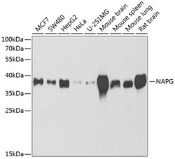 Invitrogen NAPG Polyclonal Antibody 100 &mu;L; Unconjugated:Antibodies,