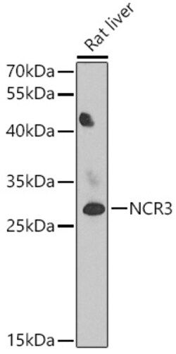 Invitrogen NKp30 Polyclonal Antibody 100 &mu;L | Buy Online | Invitrogen&trade; | Fisher Scientific