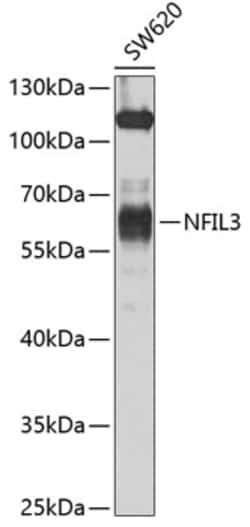 Invitrogen NFIL3 Polyclonal Antibody 100 &mu;L; Unconjugated:Antibodies,