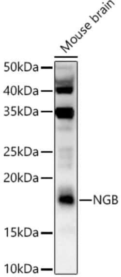Invitrogen NGB Polyclonal Antibody 100 &mu;L; Unconjugated:Antibodies,