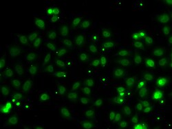 Invitrogen NADE Polyclonal Antibody 100 μL; Unconjugated:Antibodies,