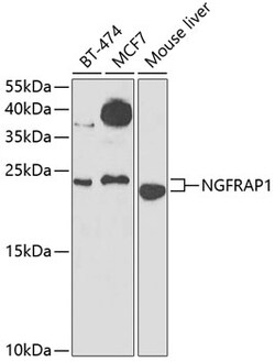 Invitrogen NADE Polyclonal Antibody 100 μL; Unconjugated:Antibodies,