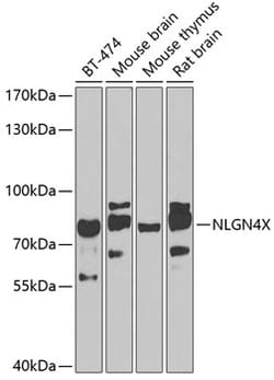 Invitrogen NLGN4X Polyclonal Antibody 100 μL; Unconjugated:Antibodies,
