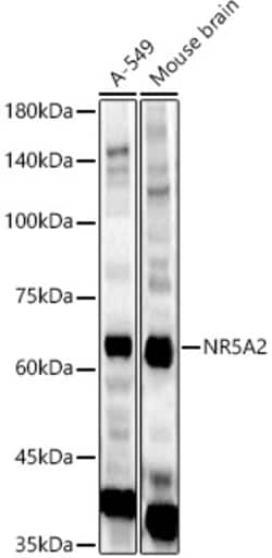 Invitrogen NR5A2 Polyclonal Antibody 100 &mu;L; Unconjugated:Antibodies,