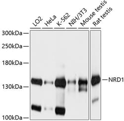 Invitrogen NRD1 Polyclonal Antibody 100 &mu;L; Unconjugated:Antibodies,