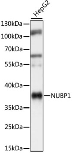 Invitrogen NUBP1 Polyclonal Antibody 100 μL; Unconjugated:Antibodies,
