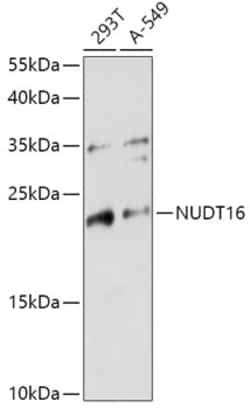Invitrogen NUDT16 Polyclonal Antibody 100 &mu;L; Unconjugated:Antibodies,