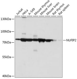 NUFIP2 Polyclonal Antibody, Invitrogen 100 &mu;L; Unconjugated:Antibodies,