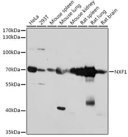 Invitrogen TAP Polyclonal Antibody 100 &mu;L; Unconjugated:Antibodies,