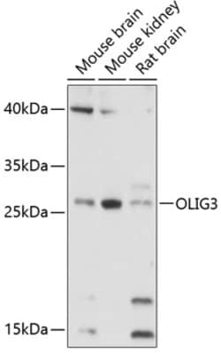 Invitrogen OLIG3 Polyclonal Antibody 100 &mu;L; Unconjugated:Antibodies,