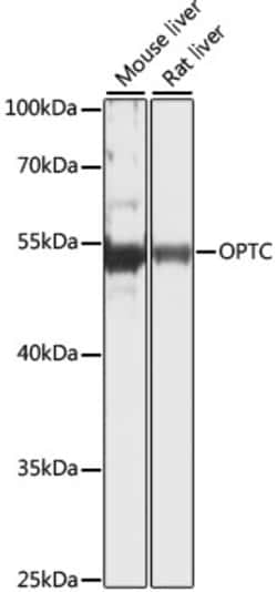 Invitrogen Opticin Polyclonal Antibody 100 &mu;L; Unconjugated:Antibodies,