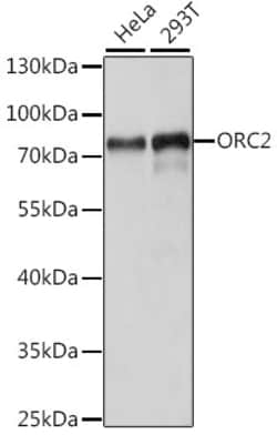 Invitrogen ORC2 Polyclonal Antibody 100 &mu;L; Unconjugated:Antibodies,