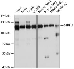 Invitrogen OSBPL3 Polyclonal Antibody 100 &mu;L; Unconjugated:Antibodies,