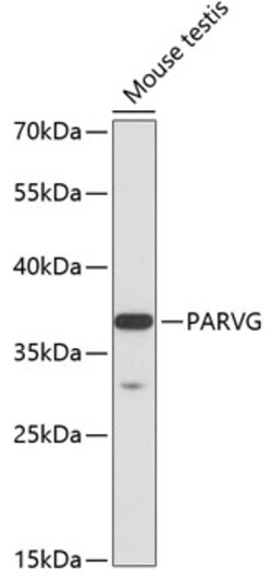 Invitrogen PARVG Polyclonal Antibody 100 &mu;L; Unconjugated:Antibodies,