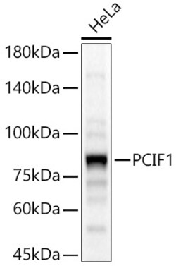 Invitrogen PCIF1 Polyclonal Antibody 100 μL; Unconjugated:Antibodies,