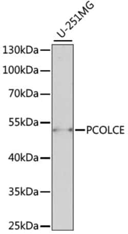 Invitrogen PCOLCE Polyclonal Antibody 100 &mu;L; Unconjugated:Antibodies,