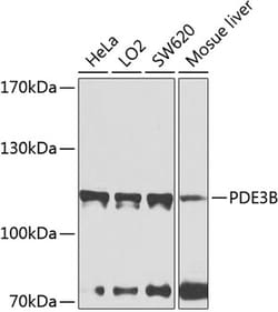 Invitrogen PDE3B Polyclonal Antibody 100 &mu;L; Unconjugated:Antibodies,