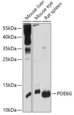 Invitrogen PDE6G Polyclonal Antibody 100 μL; Unconjugated:Antibodies,