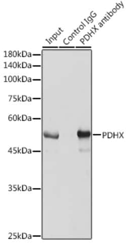 Invitrogen PDHX Polyclonal Antibody 100 &mu;L; Unconjugated:Antibodies,