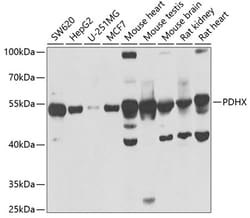 Invitrogen PDHX Polyclonal Antibody 100 &mu;L; Unconjugated:Antibodies,