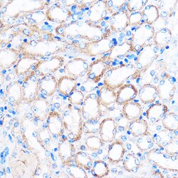 Invitrogen PDXP Polyclonal Antibody 100 μL; Unconjugated:Antibodies,