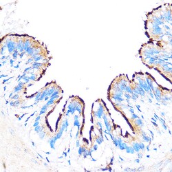 Invitrogen PDXP Polyclonal Antibody 100 μL; Unconjugated:Antibodies,