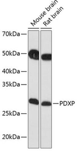 Invitrogen PDXP Polyclonal Antibody 100 μL; Unconjugated:Antibodies,