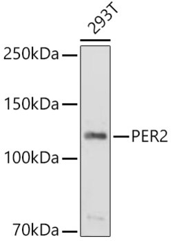 Invitrogen PER2 Polyclonal Antibody 100 &mu;L; Unconjugated:Antibodies,