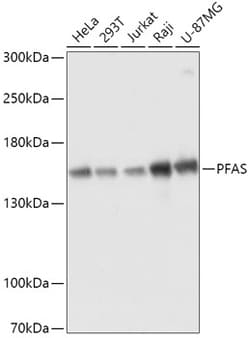 Invitrogen PFAS Polyclonal Antibody 100 &mu;L; Unconjugated:Antibodies,