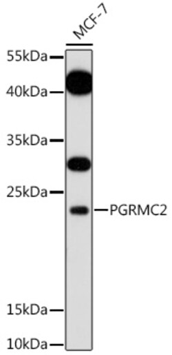 Invitrogen PGRMC2 Polyclonal Antibody 100 &mu;L; Unconjugated:Antibodies,