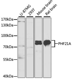 Invitrogen PHF21A Polyclonal Antibody 100 &mu;L; Unconjugated:Antibodies,