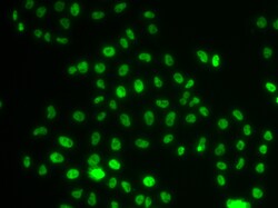 Invitrogen PHIP Polyclonal Antibody 100 &mu;L; Unconjugated:Antibodies,