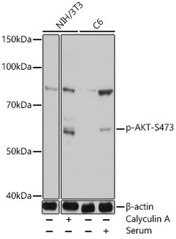 Invitrogen Phospho-AKT1/AKT2/AKT3 (Ser473) Polyclonal Antibody 100 &mu;L;