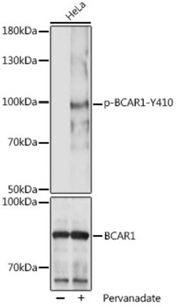 Invitrogen Phospho-BCAR1 (Tyr410) Polyclonal Antibody 100 &mu;L; Unconjugated:Antibodies,