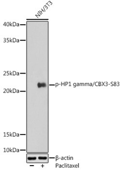 Invitrogen Phospho-HP1 gamma (Ser83) Polyclonal Antibody 100 &mu;L; Unconjugated:Antibodies,