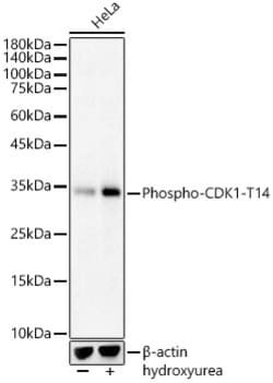 Invitrogen Phospho-CDK1 (Thr14) Polyclonal Antibody 100 &mu;L; Unconjugated:Antibodies,